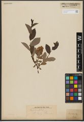 Foto von Salix hastata L.
